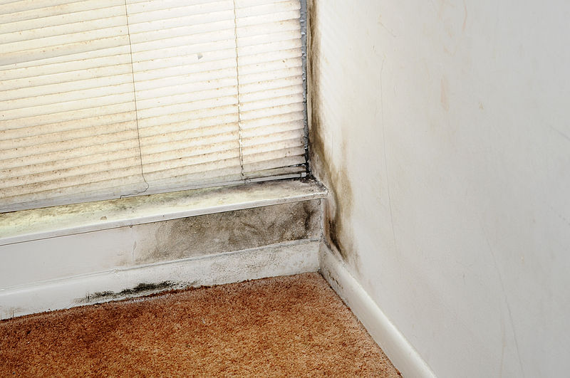 Are you allergic to mold?